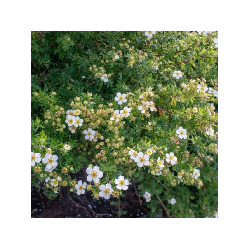 Potentilla fruticosa 'Abbotswood'