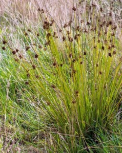 Juncus inflexus