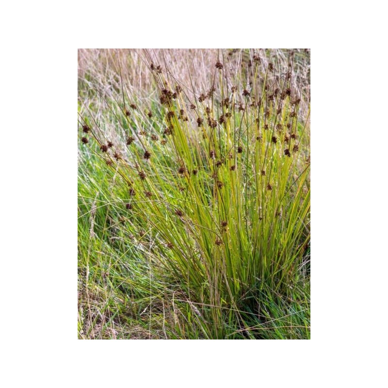 Juncus inflexus