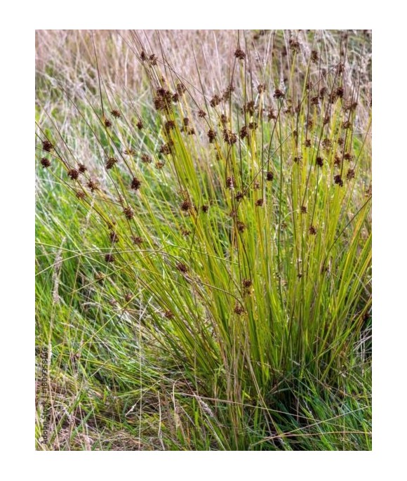 Juncus inflexus