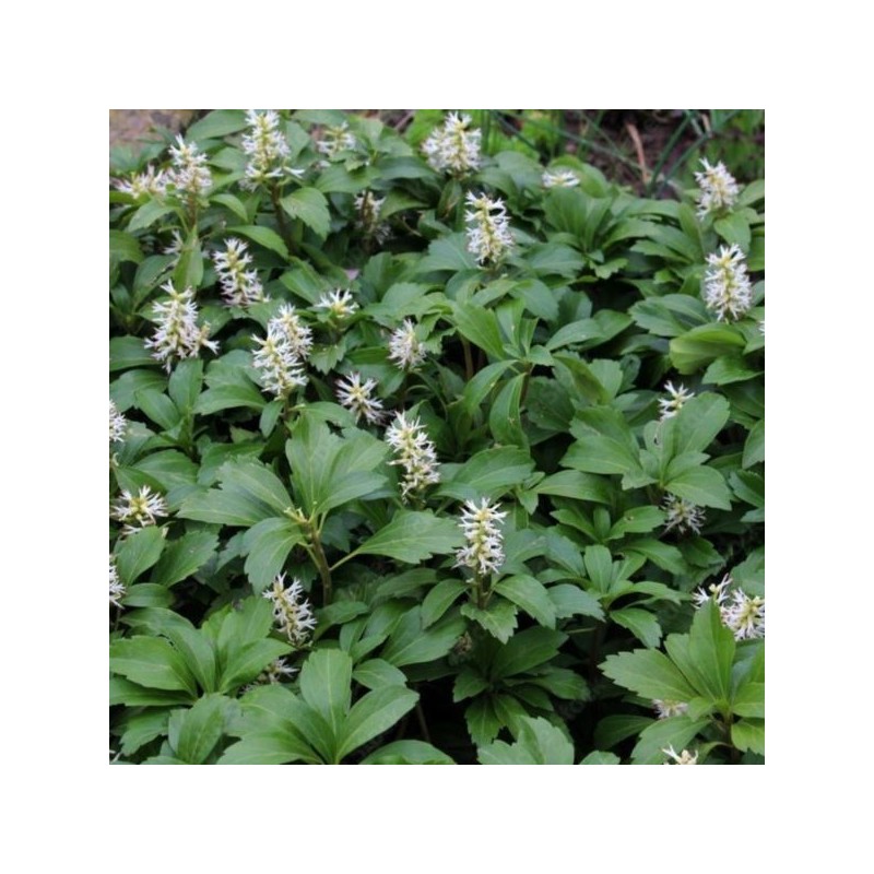 Pachysandra terminalis