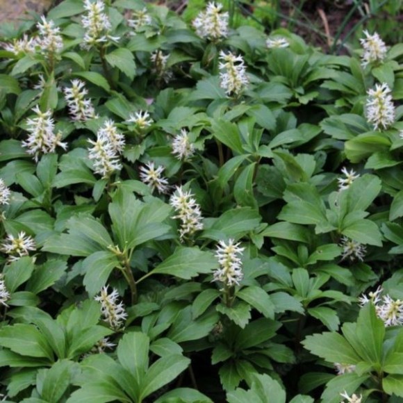 Pachysandra terminalis