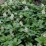Pachysandra terminalis