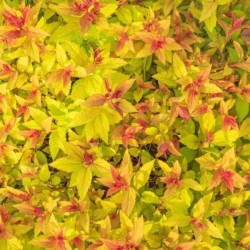 Spiraea japonica 'Firelight'