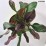Penstemon 'Dark Towers' PBR