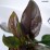 Penstemon 'Dark Towers' PBR