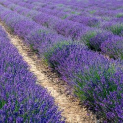 Lavandula angustifolia...