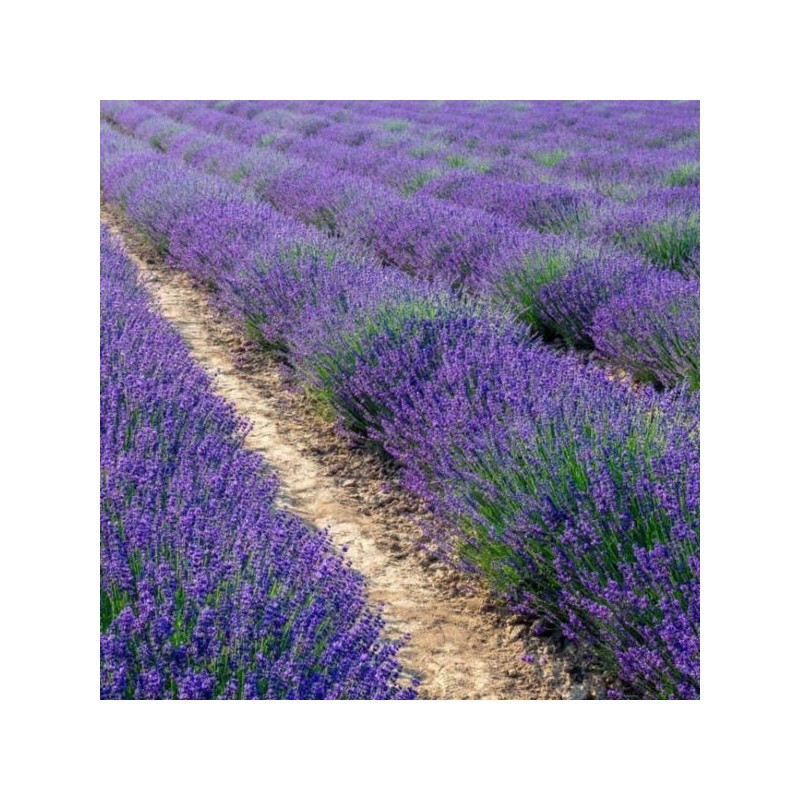 Lavandula angustifolia 'Hidcote'