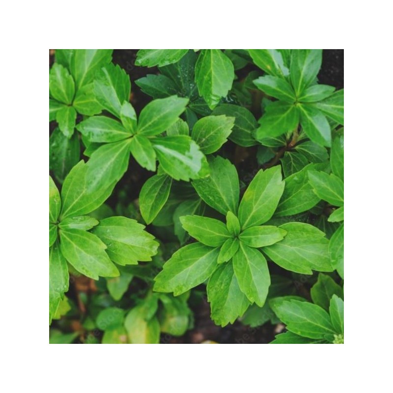Pachysandra terminalis 'Green Carpet'