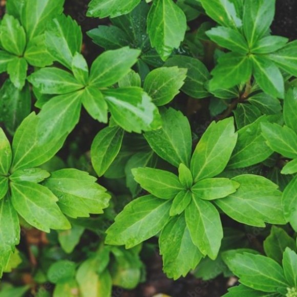 Pachysandra terminalis 'Green Carpet'