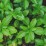 Pachysandra terminalis 'Green Carpet'