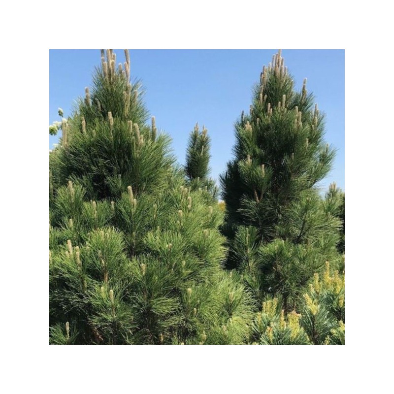 Pinus nigra 'Green Rocket'