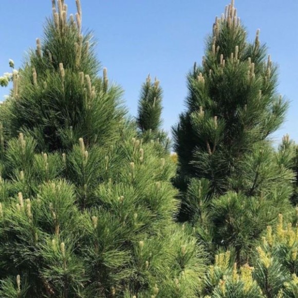 Pinus nigra 'Green Rocket'