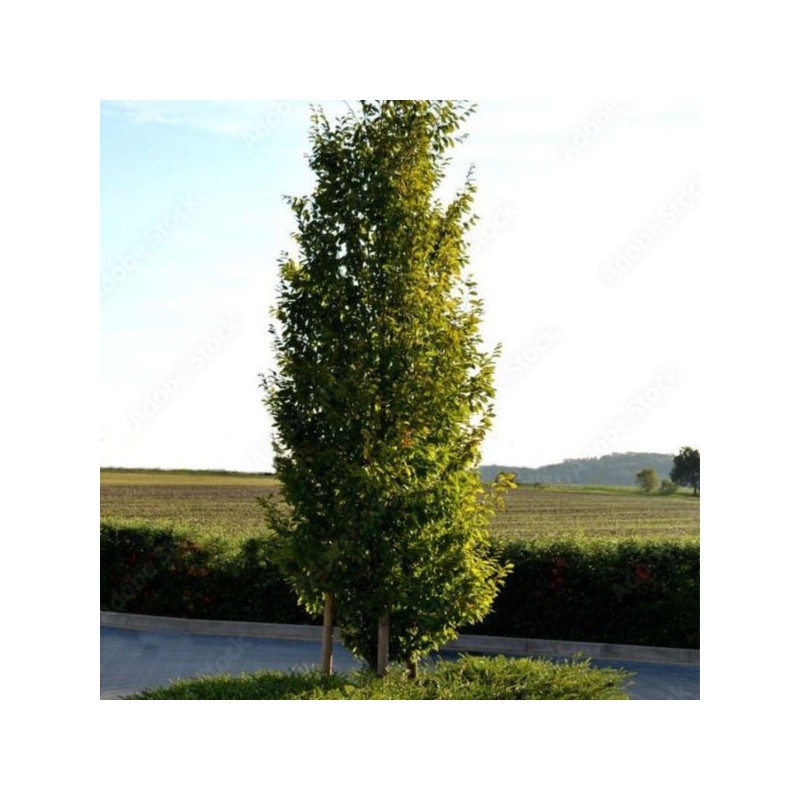Carpinus betulus 'Fastigiata'