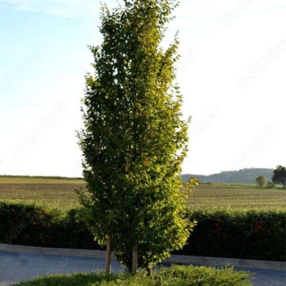 Carpinus betulus 'Fastigiata'