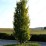Carpinus betulus 'Fastigiata'