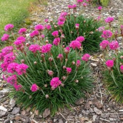 Armeria maritima 'Armada Rose'