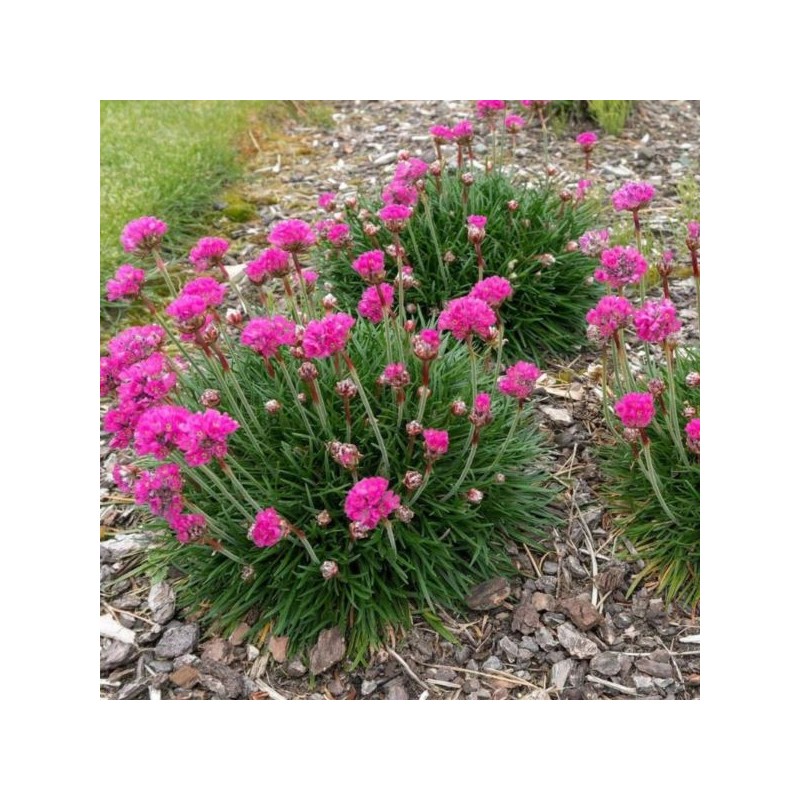 Armeria maritima 'Armada Rose'
