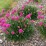 Armeria maritima 'Armada Rose'