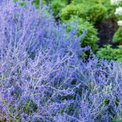 Perovskia atr. SILVERY BLUE...