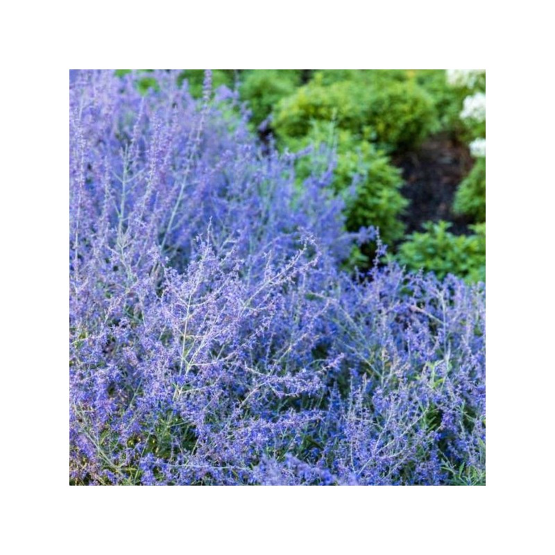Perovskia atr. SILVERY BLUE 'Lissvery' PBR