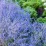Perovskia atr. SILVERY BLUE 'Lissvery' PBR