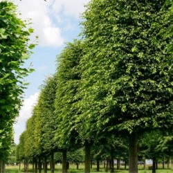 Carpinus betulus