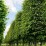 Carpinus betulus