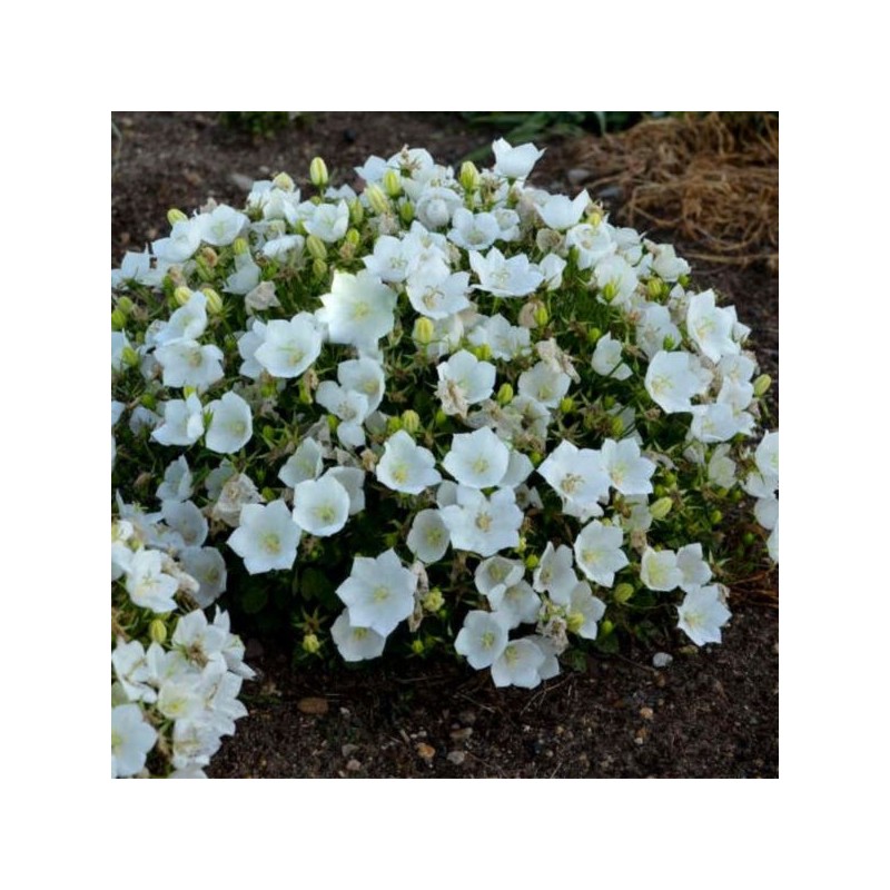 Campanula carpatica FLORENTES AVIDA WHITE 'Caw0000