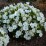 Campanula carpatica FLORENTES AVIDA WHITE 'Caw0000