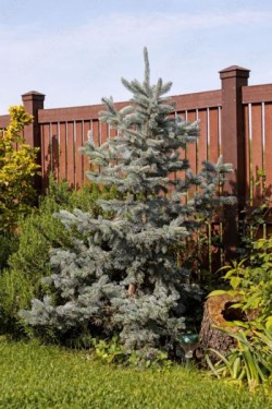 Abies concolor 'Silver Blue'