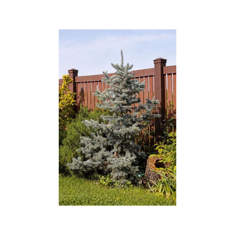 Abies concolor 'Silver Blue'