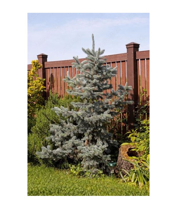 Abies concolor 'Silver Blue'
