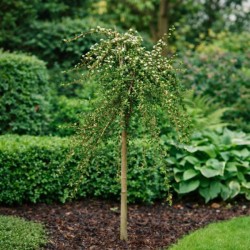 Cotoneaster ×suecicus...