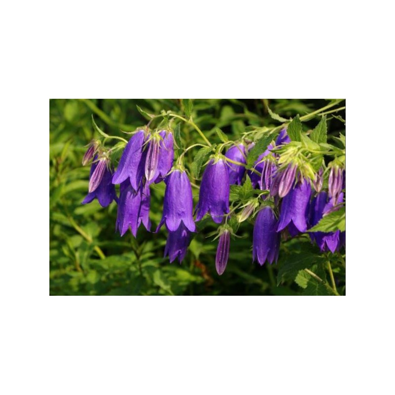 Campanula 'Sarastro'