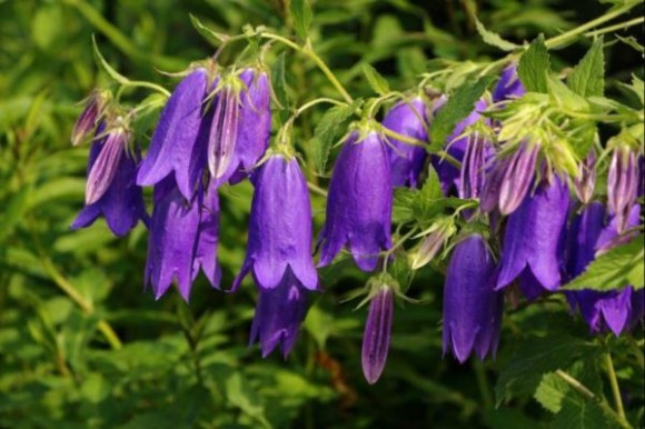 Campanula 'Sarastro'