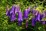 Campanula 'Sarastro'