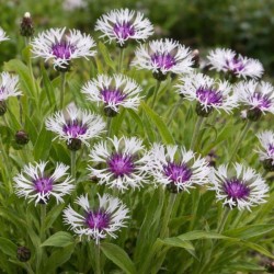 Centaurea montana 'Amethyst...
