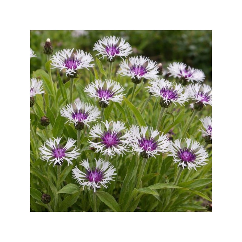 Centaurea montana 'Amethyst in Snow'