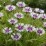 Centaurea montana 'Amethyst in Snow'