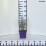 Perovskia atriplicifolia 'Prime Time' PBR