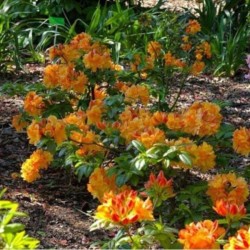 Rhododendron 'Csardas'