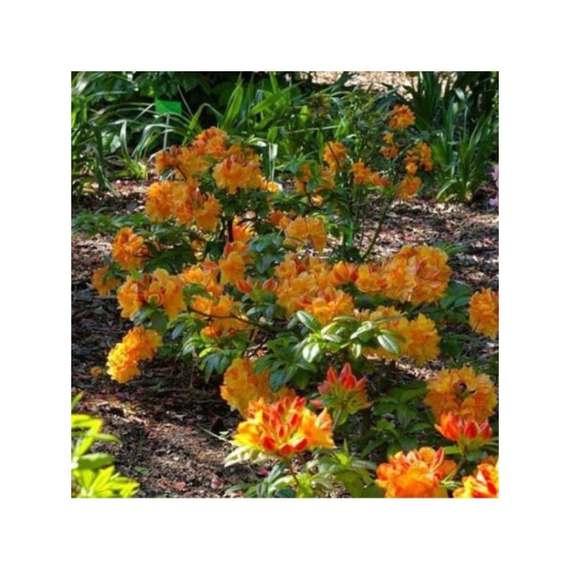Rhododendron 'Csardas'