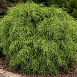 Chamaecyparis pisifera...
