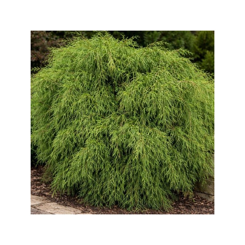 Chamaecyparis pisifera 'Filifera Nana'