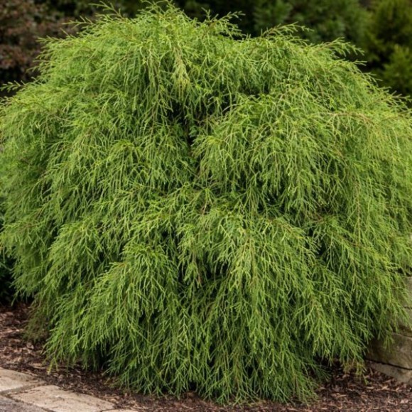 Chamaecyparis pisifera 'Filifera Nana'