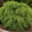 Chamaecyparis pisifera 'Filifera Nana'
