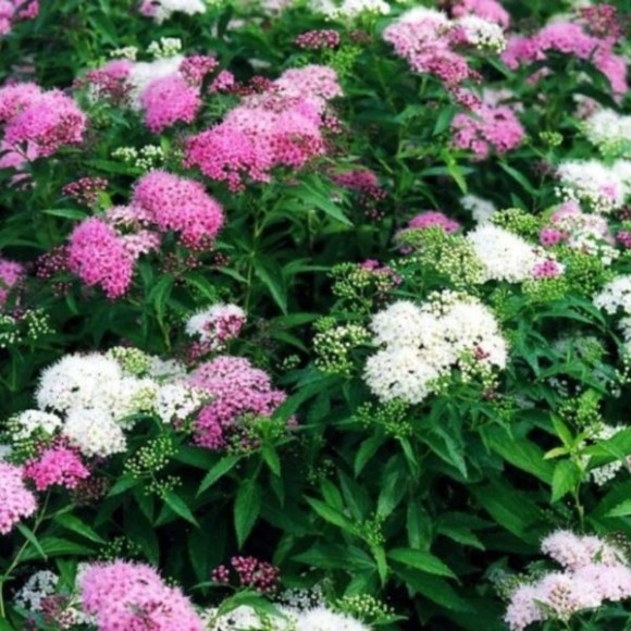 Spiraea japonica 'Genpei'