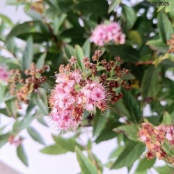 Spiraea japonica 'Genpei'