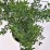 Spiraea nipponica 'Snowmound'
